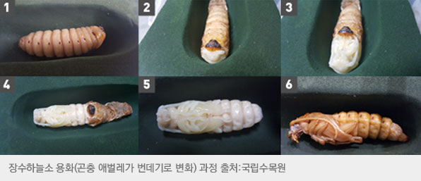 장수하늘소 용화