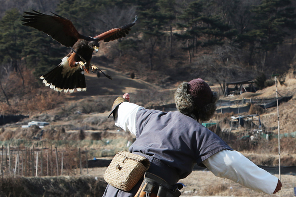 대전 박정오 응사의 매 사냥 시연 장면