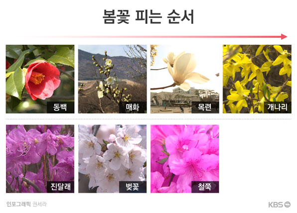 봄꽃은 매화부터 벚꽃과 철쭉까지 순차적으로 개화하는 특징이 있다.(*순서 : 동백-매화-목련-개나리-진달래-벚꽃-철쭉)