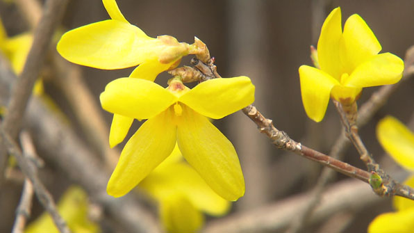 이상기후로 봄꽃의 생체시계가 제대로 작동하지 않고 있다.