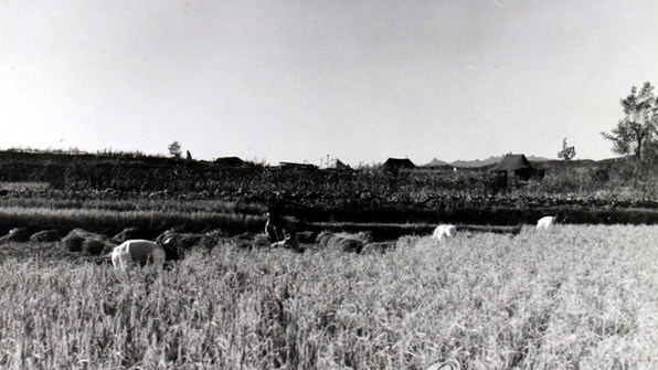 한국전쟁 중이던 1951년 가을걷이에 한창인 농부들 너머로 휴전 회담을 위해 마련된 막사들이 보인다. 지금의 판문점이 위치한 곳으로 1951년 10월 30일 미군이 촬영한 사진이다. [국사편찬위원회 제공]