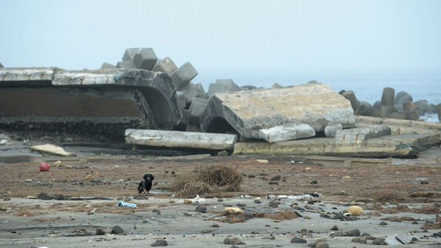 쓰나미로 파괴된 후쿠시마 해안에서 바라보고 있는 닥스훈트 한 마리. [출처: 후쿠시마에 남겨진 동물들]