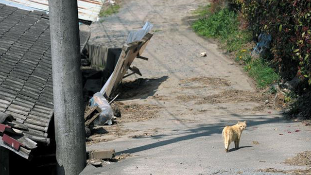 ‘후쿠시마의 고양이(책공장 더불어)’ 제공