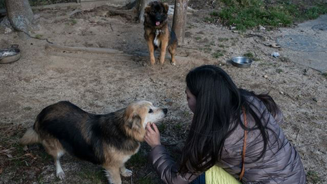 후쿠시마 이다테에 남겨진 개들과 이들을 돌보는 자원봉사자들-피에르 엠마뉴엘 델레트헤 프리랜서 기자 pe.deletree@gmail.com