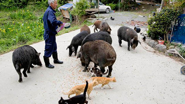 토미오카 마을에 홀로 살면서 남겨진 동물들을 돌보는 나오토 마츠무라
