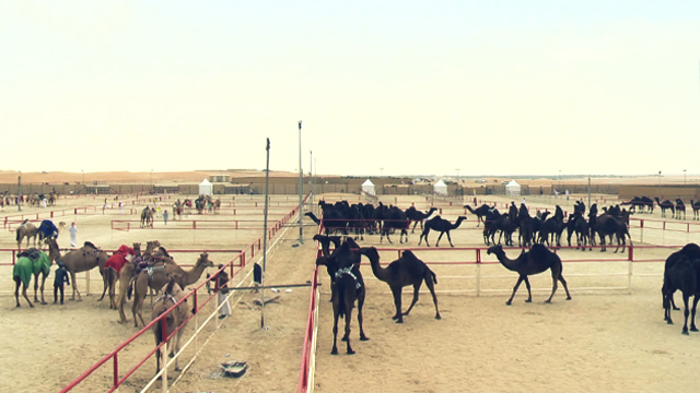낙타 미모 대회는 검은 낙타와 모래색 낙타 부문으로 나뉘어 열린다