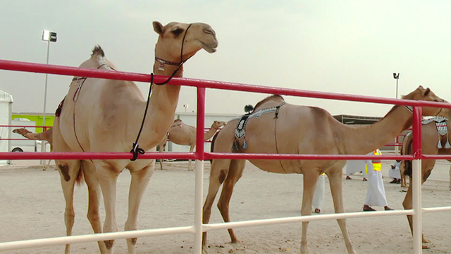 출전 낙타는 평균 2살. UAE에서는 경주대회 통과해야 미모대회에 출전 가능