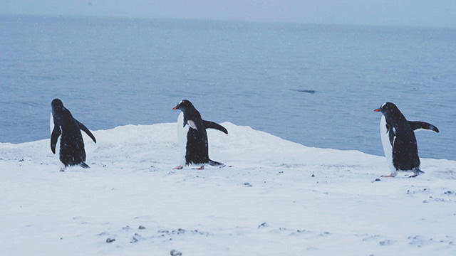 남극 바닷가의 젠투펭귄들 (자료: 극지연구소 제공)