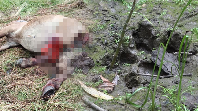 중국 헤이룽장 호랑이 보호구역에서 발견된 말 사체