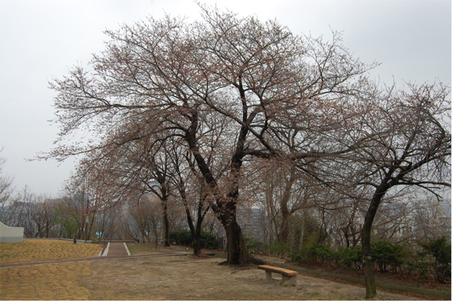 서울 기상관측소 벚꽃 관측목, 제공: 기상청