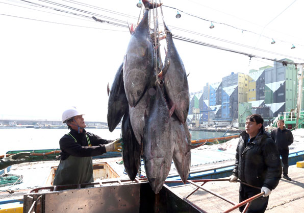 대형선망수협 소속 어선들이 2일 제주도 해역에서 ‘바다의 로또’로 불리는 참다랑어 250톤을 잡았다. 부산공동어시장에 도착한 어선에서 참다랑어가 하역되고 있다.