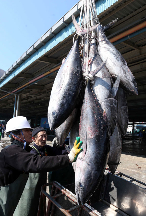 이날 경매된 참다랑어 가운데는 몸무게 30kg이 넘는 대형 참다랑어도 많이 포함됐다. 