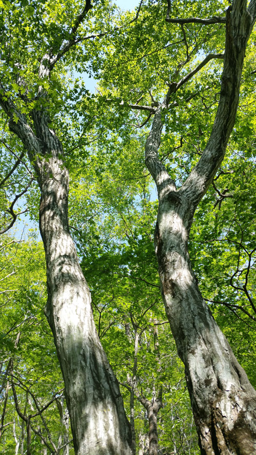 서어나무. 활엽수 극상림에 나타나는 대표적 수종