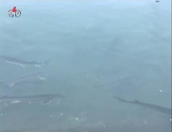 가두리 양식장에서 유영(遊泳)하는 철갑상어