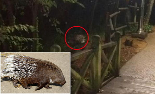 남산에서 목격된 산미치광이로 추정되는 동물 사진을 시민이 찍었다. 왼쪽 아래는 실제 산미치광이 사진. 