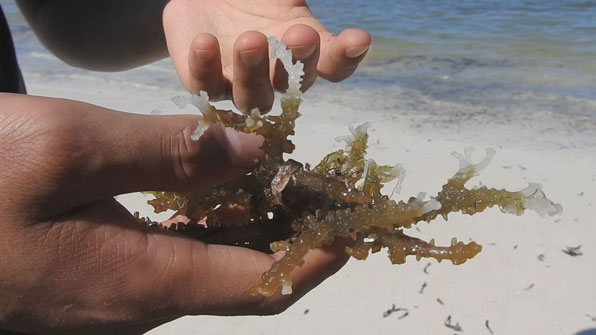  뜨거운 바닷물 온도 때문에 해초 곳곳이 손상됐다.