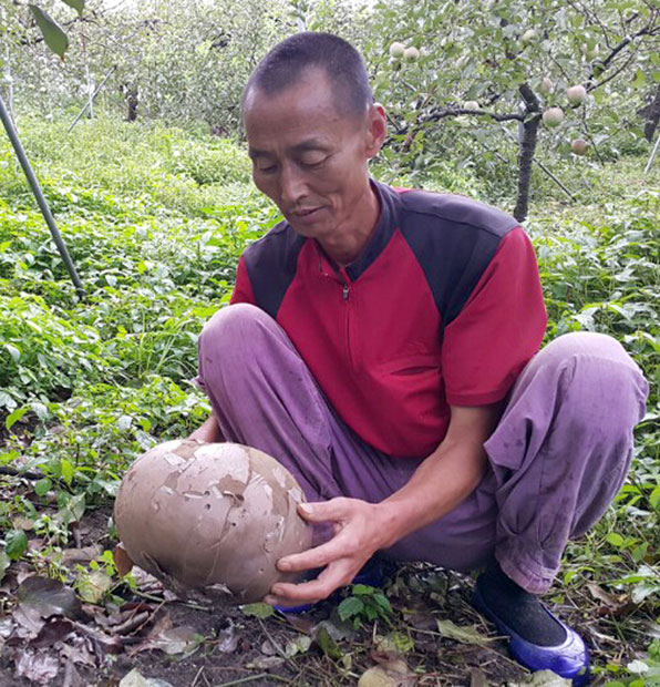 지리산 자락인 전북 남원시 산내면 입석마을의 한 과수원에서 발견된 '댕구알버섯'. 이 사과밭에서는 지난 2014년부터 지금까지 무려 12개의 댕구알버섯이 나왔다.