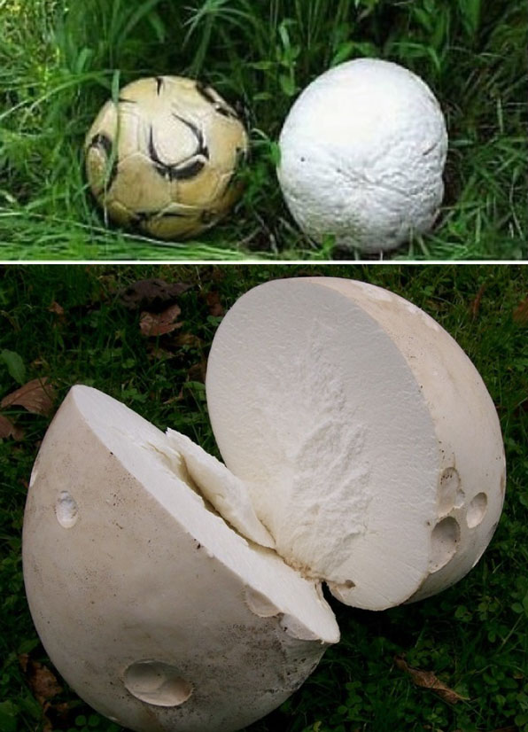 지난 2014년 8월 전남 담양에서 발견된 '댕구알버섯'. 당시 2개가 발견됐는데 하나는 축구공 크기보다 컸다(상). 댕구알버섯을 절단한 모습(하).