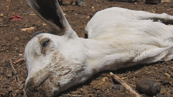 생후 3개월 남짓한 새끼 염소가 오랜 가뭄과 기근으로 굶어 죽었다.