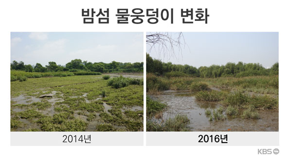밤섬 물웅덩이의 변화. 면적이 줄고 키 큰 식물이 들어서고 있다.