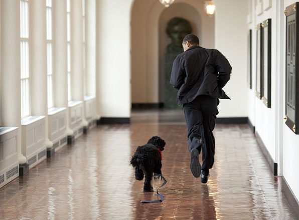 퍼스트 독 '보Bo'와 백악관 복도를 뛰어가고 있는 오바마 대통령