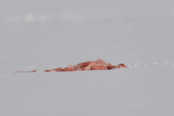 한강 빙판 위에 놓인 돼지고기
