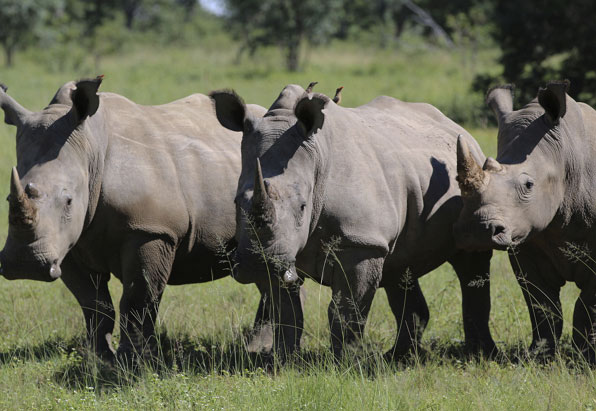 남아공의 코뿔소들