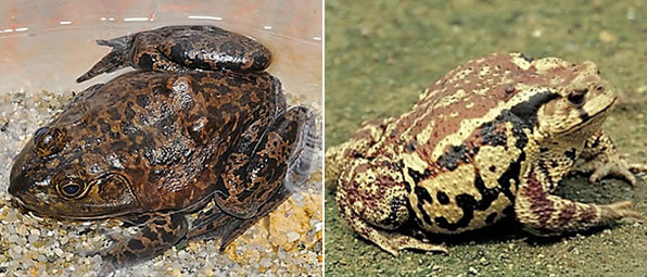 식용으로 수입된 황소개구리(왼쪽)와 비슷한 모양의 두꺼비(오른쪽)