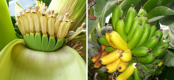 왼쪽 사진은 대구의 가정집 마당에 열린 파초 열매. 열매가 익기 전에 썩어 식용으로는 쓸 수 없다. 오른쪽 사진은 비닐하우스 안에서 자라는 바나나. 열매 크기가 파초보다크고 두툼한 게 특징이다. 