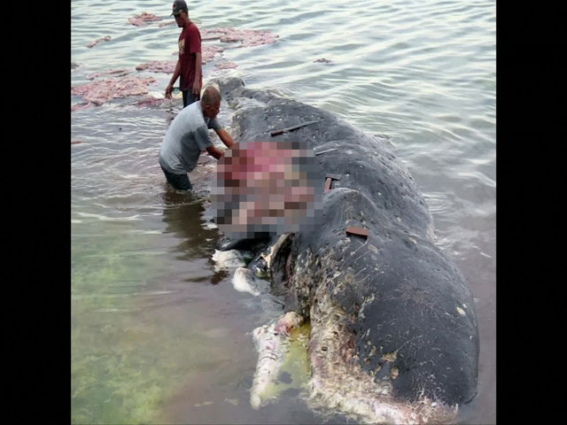 지난 19일 인도네시아 와카토비 국립공원 안의 카포타섬 해변 인근에서 9.5미터 길이의 향유 고래가 죽은채 발견됐다. 이미 부패가 진행되고 있었는데, 섬 주민들은 고래의 살점을 떼가고 있었다.