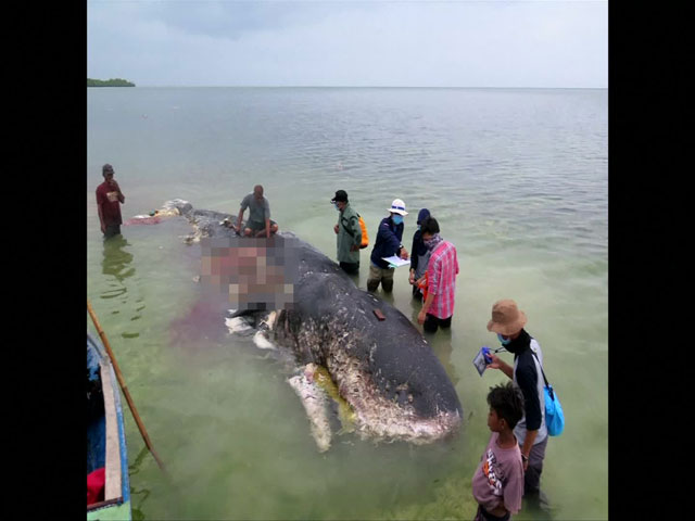 신고를 받고 인도네시아 국립공원 측이 출동해 조사를 벌였다. 그런데 고래의 뱃속에는 쓰레기장을 방불케하는 플라스틱 등이 쏟아져 나와 충격을 줬다. 이 고래는 이미 부패가 진행돼 뱃속의 플라스틱 때문에 죽었는지는 밝혀내지 못했다.