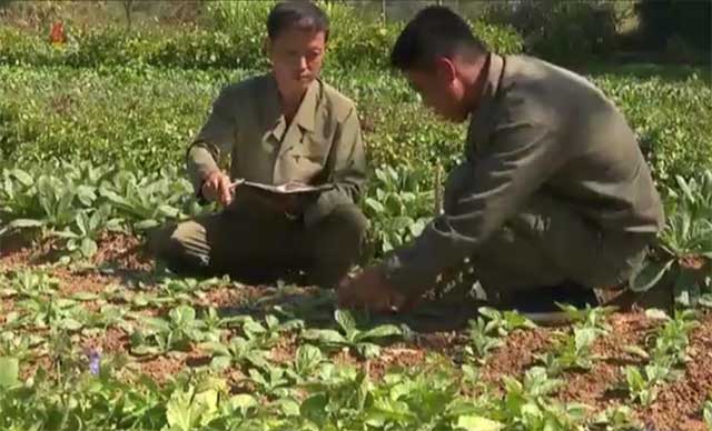 북한 약초 농장