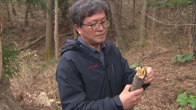 소나무 재선충 분야 전문가인 산림기술사 정규원 박사가 야산에 방치된 썩은 소나무를 쪼개 살펴보고 있다.
