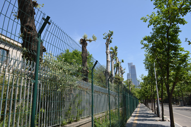 베이징 KBS 지국 옆 외교가의 백양나무가 몸통만 남아있다.
