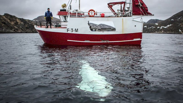 지난달 노르웨이 과학자들과 어부에 의해 발견된 문제의 벨루가(사진 출처 : EPA/NORWEGIAN DIRECTORATE OF FISHERIES)