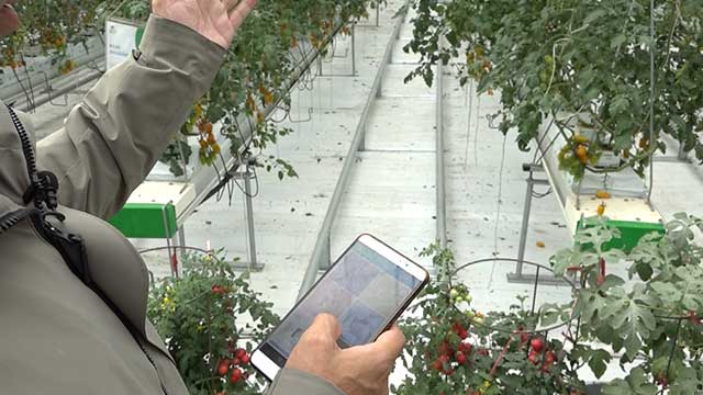 휴대폰 앱으로 토마토 생육 환경 조절하는 모습 