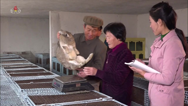 북한 평안북도의 한 가정에서 무게를 재기 위해 커다란 토끼를 저울 위에 올려놓고 있다