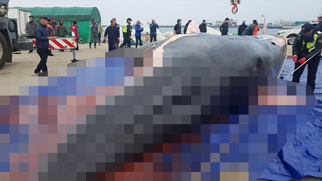 지난 22일 제주 비양도 북서쪽 약 40km 해상에서 죽은 채 발견된 15m 길이 참고래 사체. (사진 :제주해양경찰서)