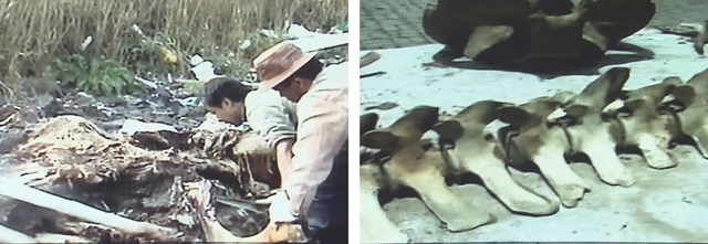  2004년 제주시 애월읍 하귀리 가문동 해안에서 발견된 브라이드고래 사체(사진 : 제주민속자연사박물관)
