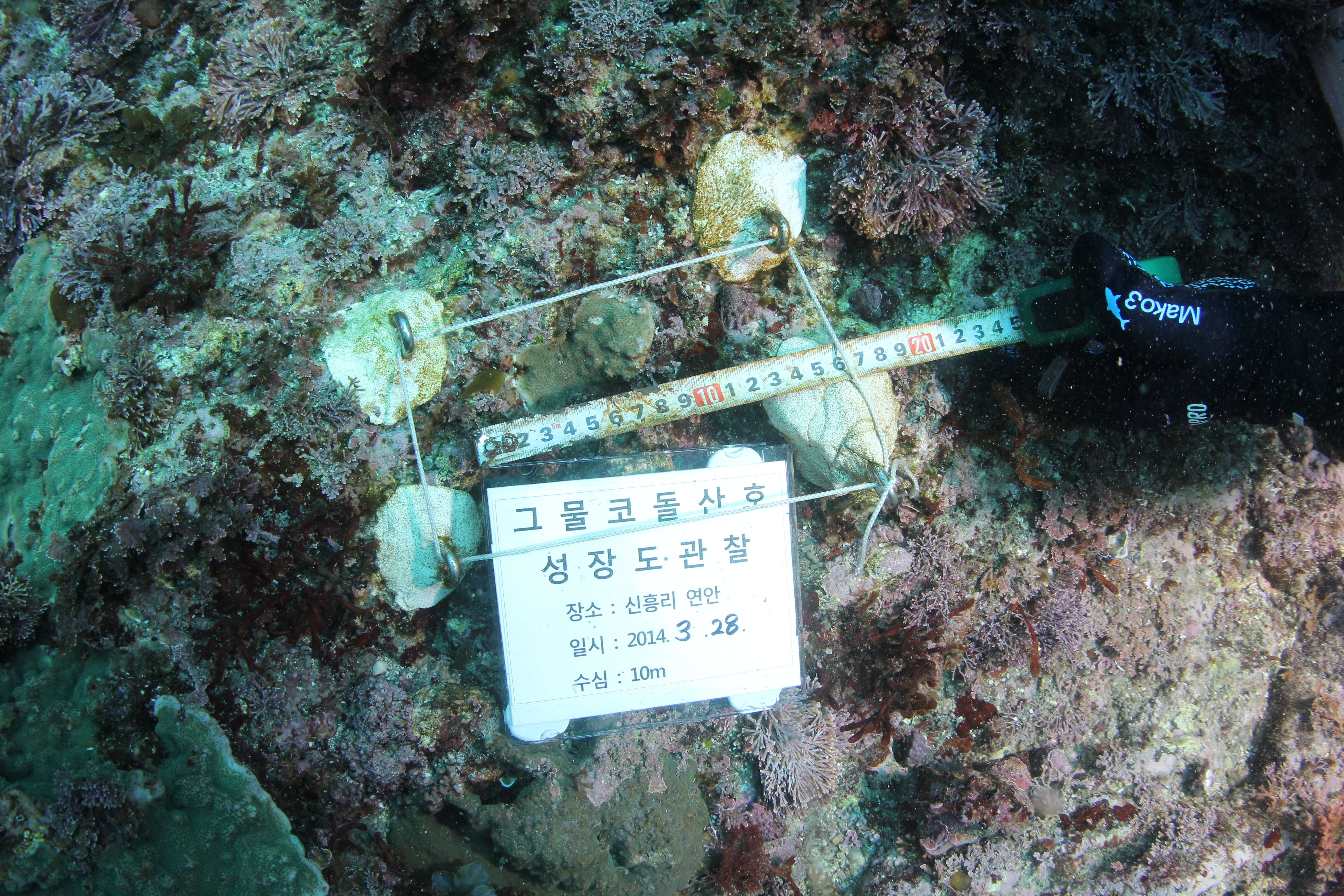 2014년 그물코 돌산호 지름 측정 