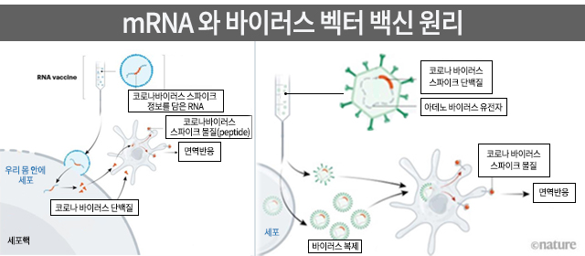 네이쳐 (0428),'The race for corona-virus vaccines: a graphical guide'을 재구성