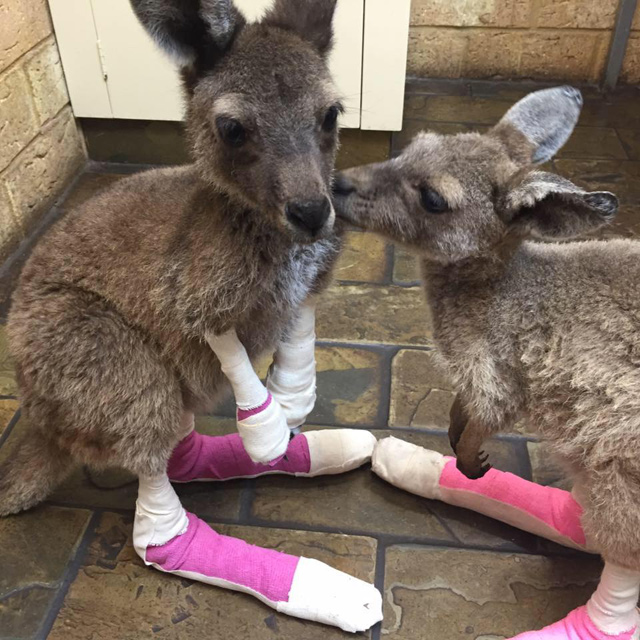 화상 입은 새끼 캥거루들 (출처: 호주 와루나 동물병원 페이스북)