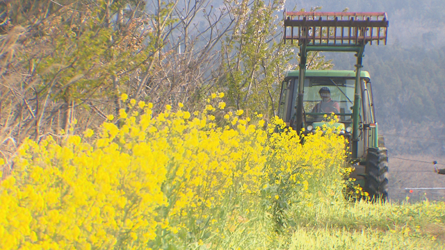 오늘(8일) 제주 녹산로에 핀 유채꽃을 트랙터가 파쇄하고 있다.