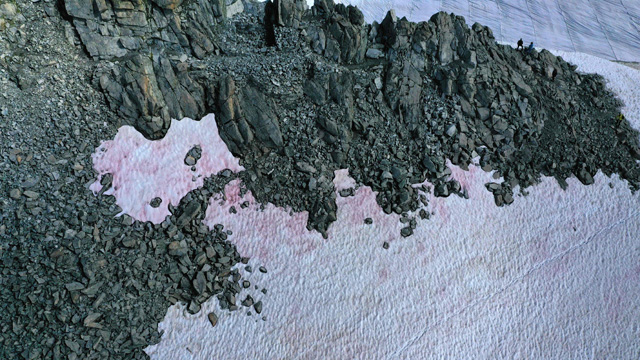 드론으로 촬영한 프레세나 빙하, 경계면 곳곳이 분홍색으로 변했다.