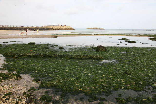  녹색연합이 지난달 20~22일 조사한 제주 연안 구멍갈파래 조사 현장. 제주시 구좌읍 종달리 해변에서 발견된 구멍갈파래.