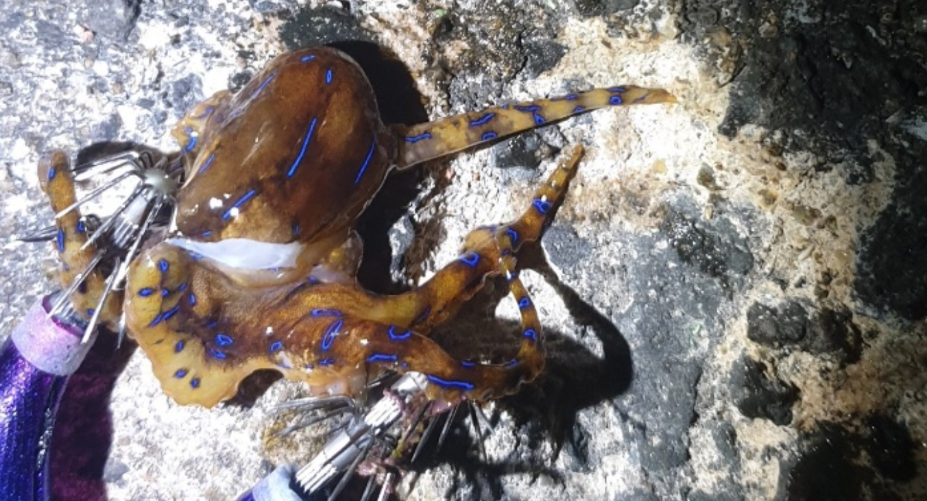 지난 9일, 제주시 신촌 포구에서 발견된 파란선문어 (사진=제주해양경찰서) 