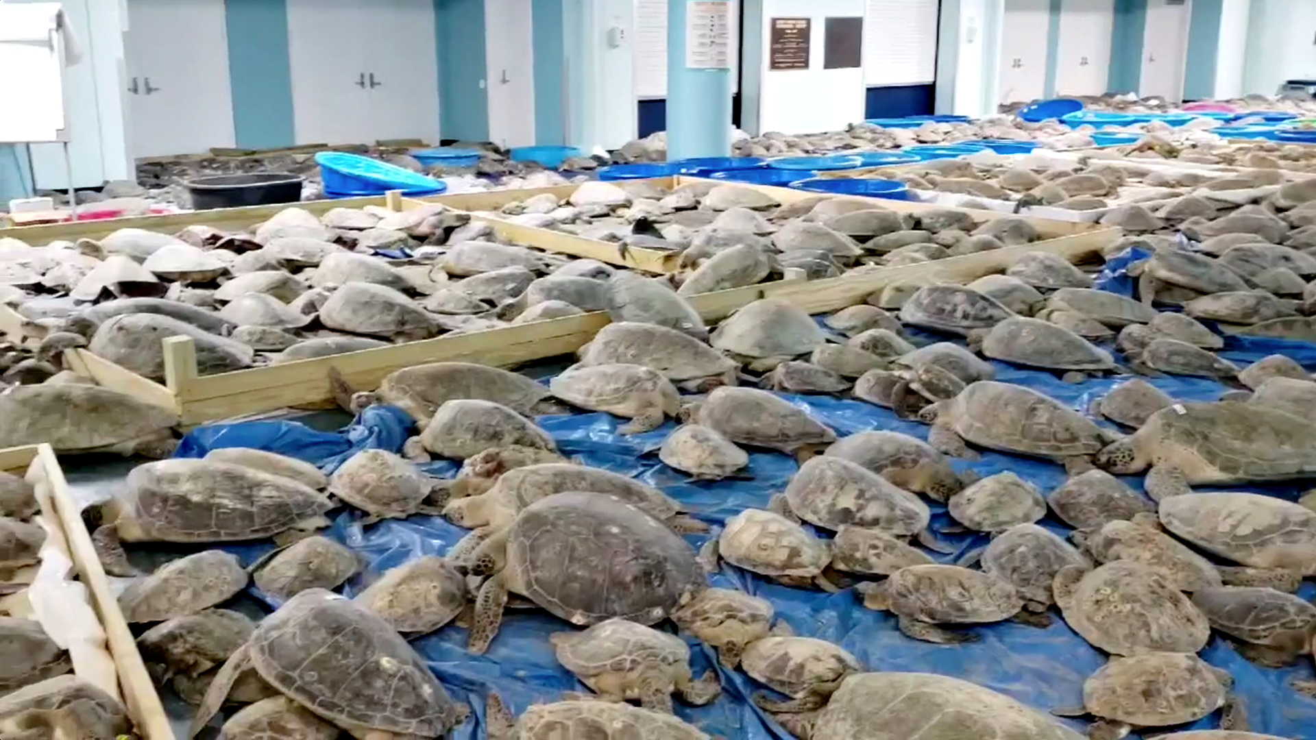 미 텍사스주 사우스파드르섬 해안가에서 한파로 기절한 거북이들이 구조된 모습