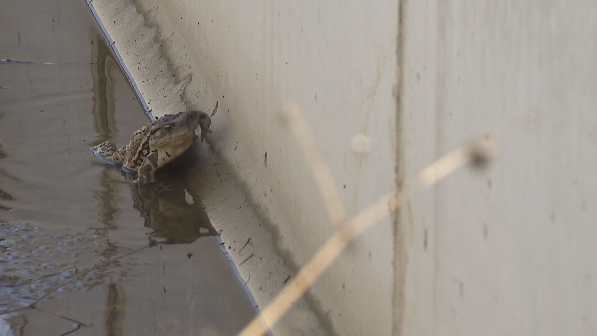  두꺼비 한 마리가 1m 높이의 콘크리트 농수로에 갇혀 탈출을 시도하고 있다.