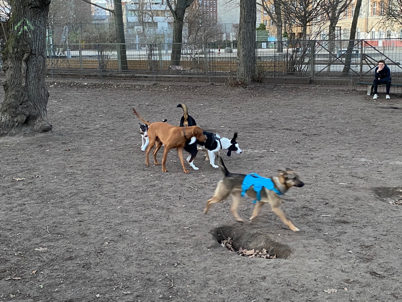 베를린 시내 공원 안에 마련된 강아지 놀이터. 목줄에서 벗어나 신나게 뛰놀 수 있는 장소.