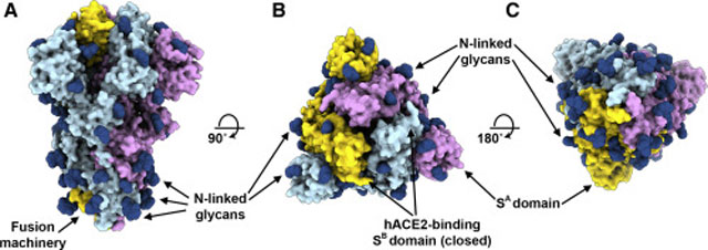 워싱턴대 생화학과 연구팀이 전자 현미경으로 확인한 스파이크 단백질 표면의 당분 덩어리(N-linked glycans, 파란색). 인체가 바이러스를 인식하지 못하도록 위장 역할을 한다. 출처: Cell 논문 